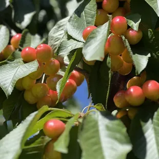 Cherries on tree