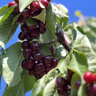 Cherries on tree.