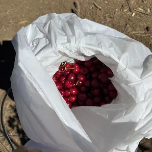 Cherries: $4/lb