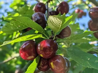 Freitas Cherry Ranch