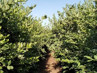 Rancho Notso Grande