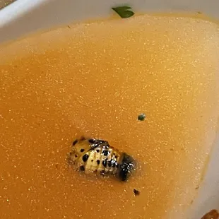 Insect in the pho