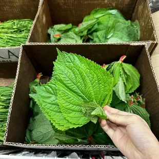 Perilla leaves !
