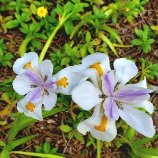 White African Iris flowers along the pathway of the Wai&apos;ahila Ridge State Recreation Area.