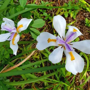 White African Iris flowers along the pathway of the Wai&apos;ahila Ridge State Recreation Area.