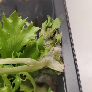 There was mold in my salad.