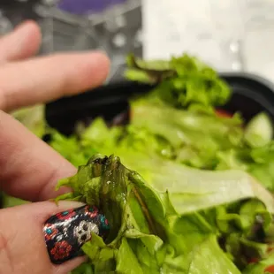 a hand holding a piece of lettuce