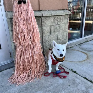 a dog wearing a wig and beard