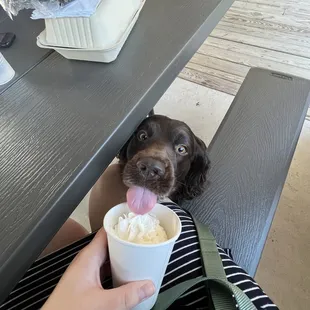 Pup Cup