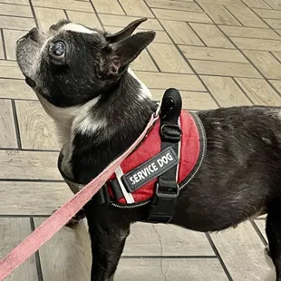 Little Jeannie Waiting for the bacon!!!