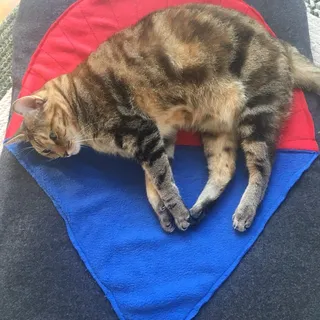 Meredith B.