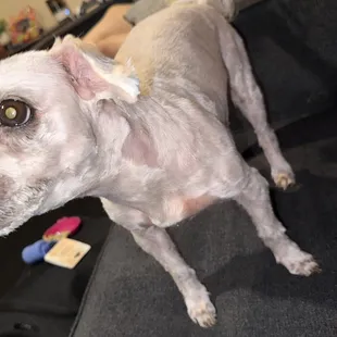 You can see the patches on her neck and bottom area. Her face was patchy too.