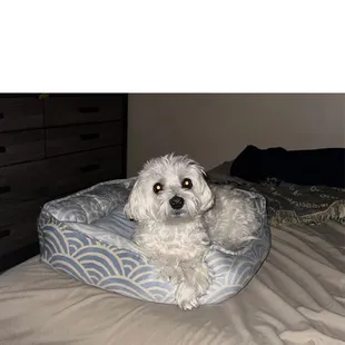 This was Sofia a week before her haircut. She had just been groomed 6 weeks ago.