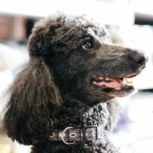 Your pets will enjoy our low-stress grooming services.