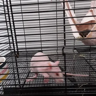 Rats for adoption through Wags to Riches!