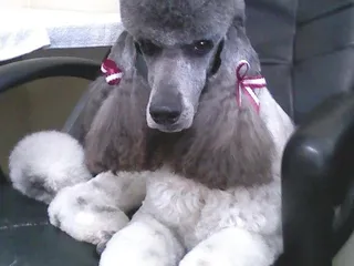 Dawnte's Pet Grooming Salon