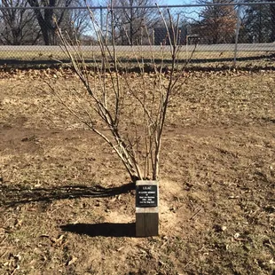 Donated lilac