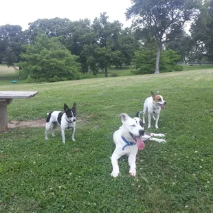Our dogs LOVE it!