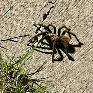 Saw this on the path around the dog park areas!