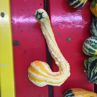 odd gourds