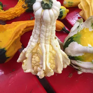 odd gourds