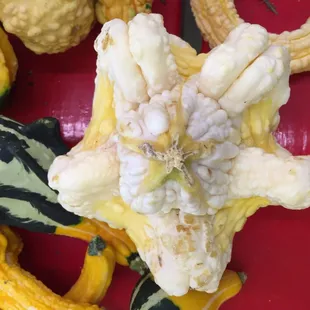 odd gourds