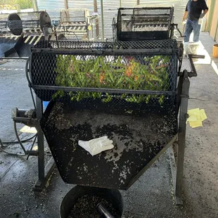 Green chile being roasted.