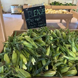 Corn on the cob.