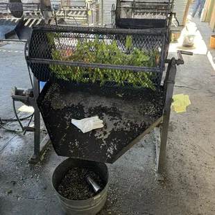 Green chile being roasted.