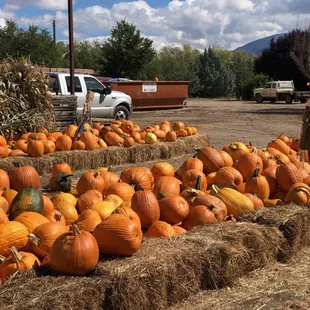 Pumpkins