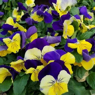 Pansies