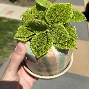 My coveted plant/planter.