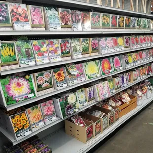 Summer blooming bulbs.