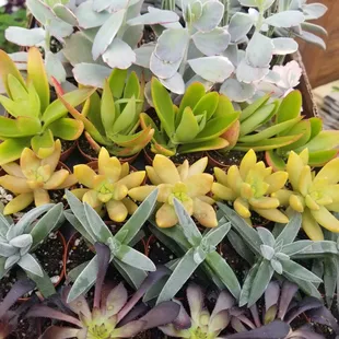 Mini Succulents