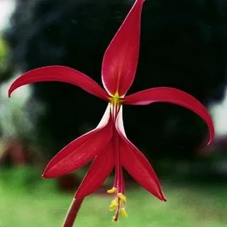 Zackia M.