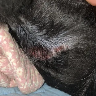 ...groomer is lying that she didn&apos;t notice. Period.