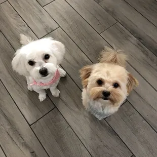 Complimentary bandana scarves after each grooming session!
