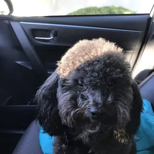 Before his bath appointment
