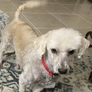 BradleyCoopertheDog