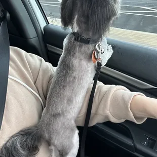 Most recent visit, full haircut.