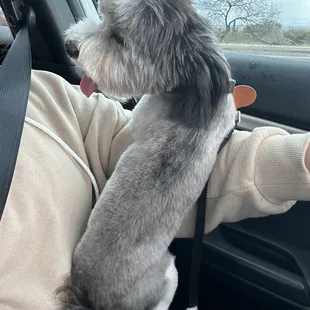 Most recent visit. Full haircut.