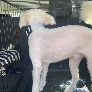 Obi after his first visit! He had to get shaved down due to some serious matting, but was a very happy puppy afterwards. They did great!