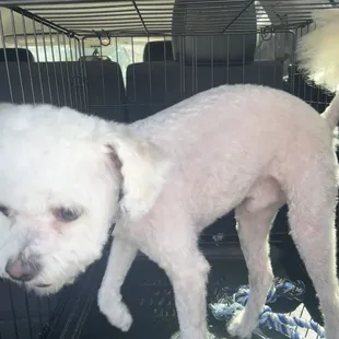 Obi after his first visit! He had to get shaved down due to some serious matting, but was a very happy puppy afterwards. They did great!