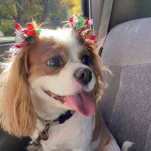 Rosie with her Christmas bows