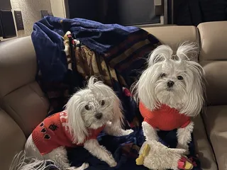 Bark N' Bubbles