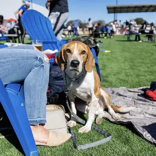 a beagle sitting on a lawn