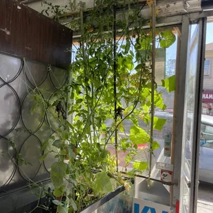 Indoor Organic tomatoes finally grow