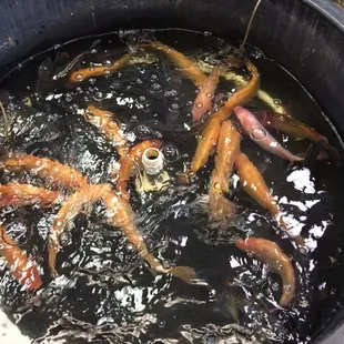 a pot full of fish