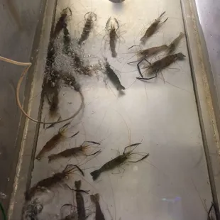 shrimps in a tank