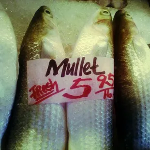 three fish in a display case